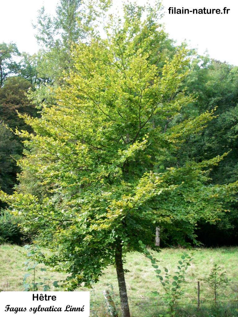 Arbre Hêtre Fagus sylvatica photographie Jean-Noël Latroyes Filain Haute-Saône www.filain-nature.fr
