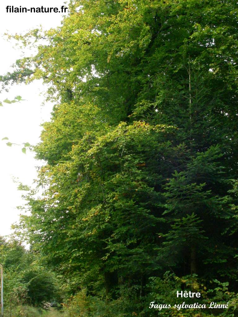 Arbre Hêtre Fagus sylvatica photographie Jean-Noël Latroyes Filain Haute-Saône www.filain-nature.fr