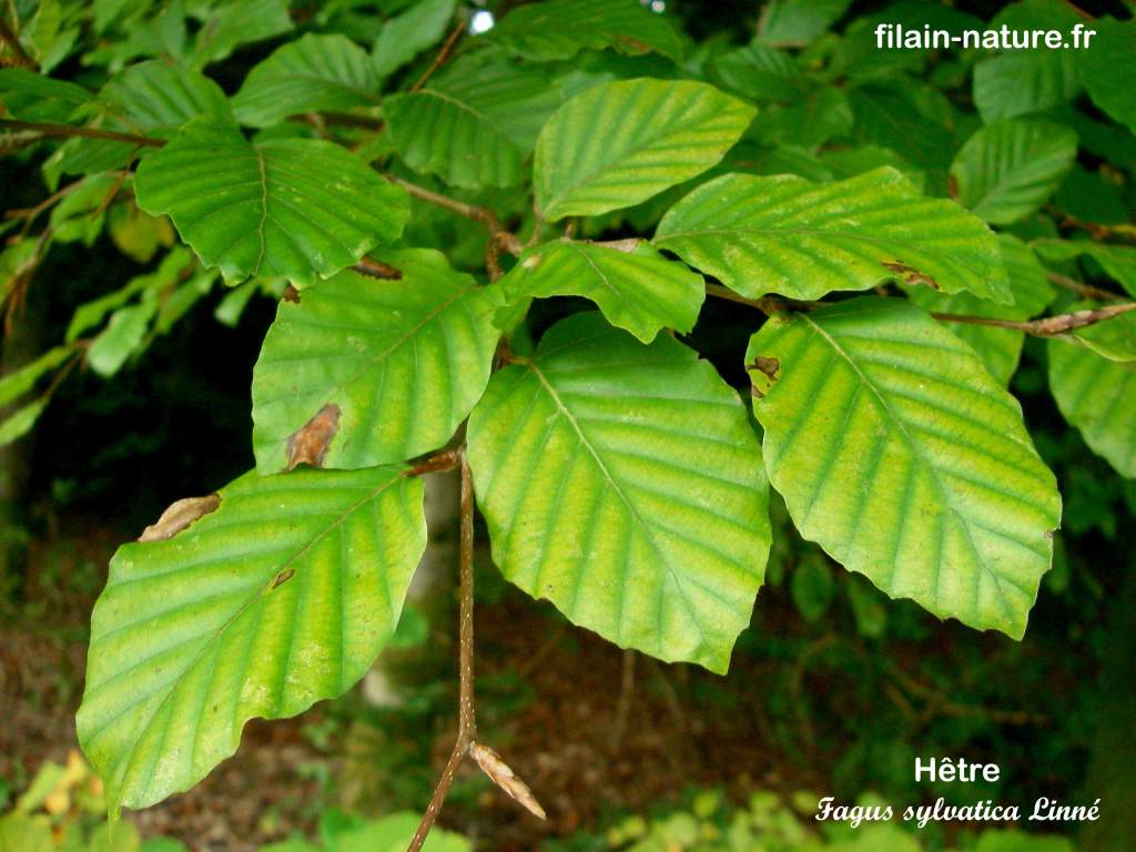 Arbre Hêtre Fagus sylvatica feuillage photographie Jean-Noël Latroyes Filain Haute-Saône www.filain-nature.fr