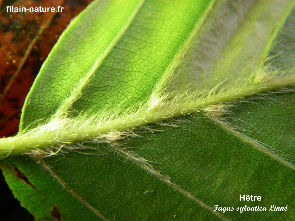Arbre Hêtre Fagus sylvatica détail feuillage poils photographie Jean-Noël Latroyes Filain Haute-Saône www.filain-nature.fr