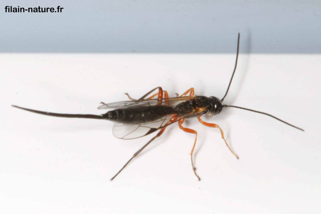 Ichneumon Lissonota setosa Famille des Ichneumonidae photographie Jean-Noël Latroyes Filain Haute-Saône www.filain-nature.fr