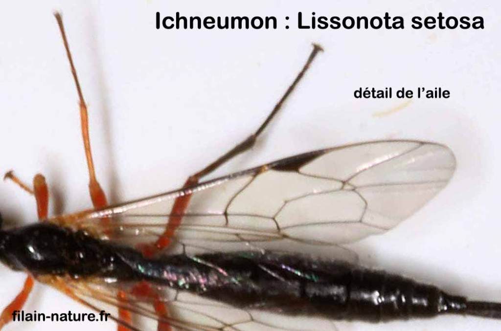 détail aile Ichneumon Lissonota setosa Famille des Ichneumonidae photographie Jean-Noël Latroyes Filain Haute-Saône www.filain-nature.fr