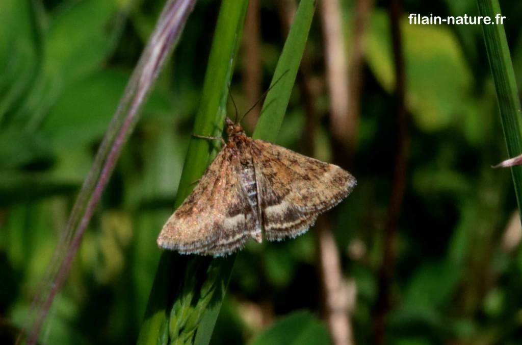 La Pyrauste du plantain - Pyrausta despicata Scopoli - avril 2022 - papillon hétérocère diurne - Filain (Haute-Saône) - Photographie Jean-Noël Latroyes - www.filain-nature.fr