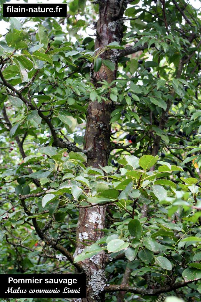 Arbre Pommier sauvage Malus communis Linné Filain Haute-Saône Photographie Jean-Noël Latroyes www.filain-nature.fr