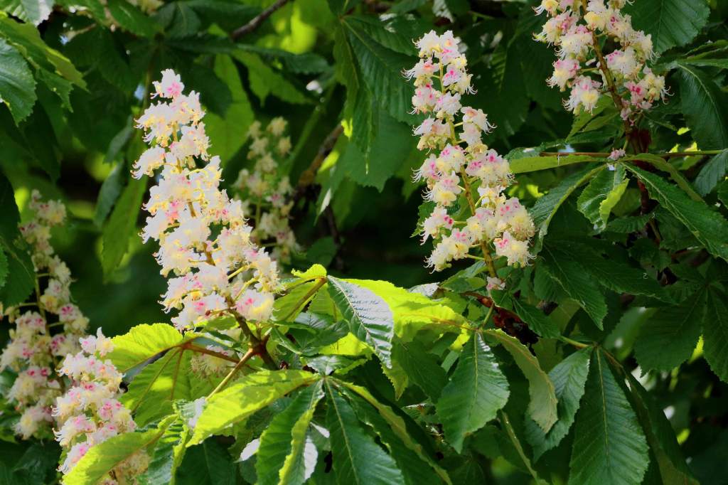 Fleurs de Marronnier d'Inde  Aesculus hippocastanum Filain Haute-Saône photographie Jean-Noël Latroyes www.filain-nature.fr