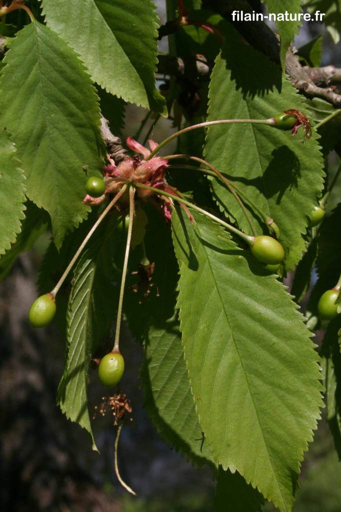 Merises arbre merisier Prunus avium photographie Jean-Noël Latroyes Filain Haute-Saône www.filain-nature.fr