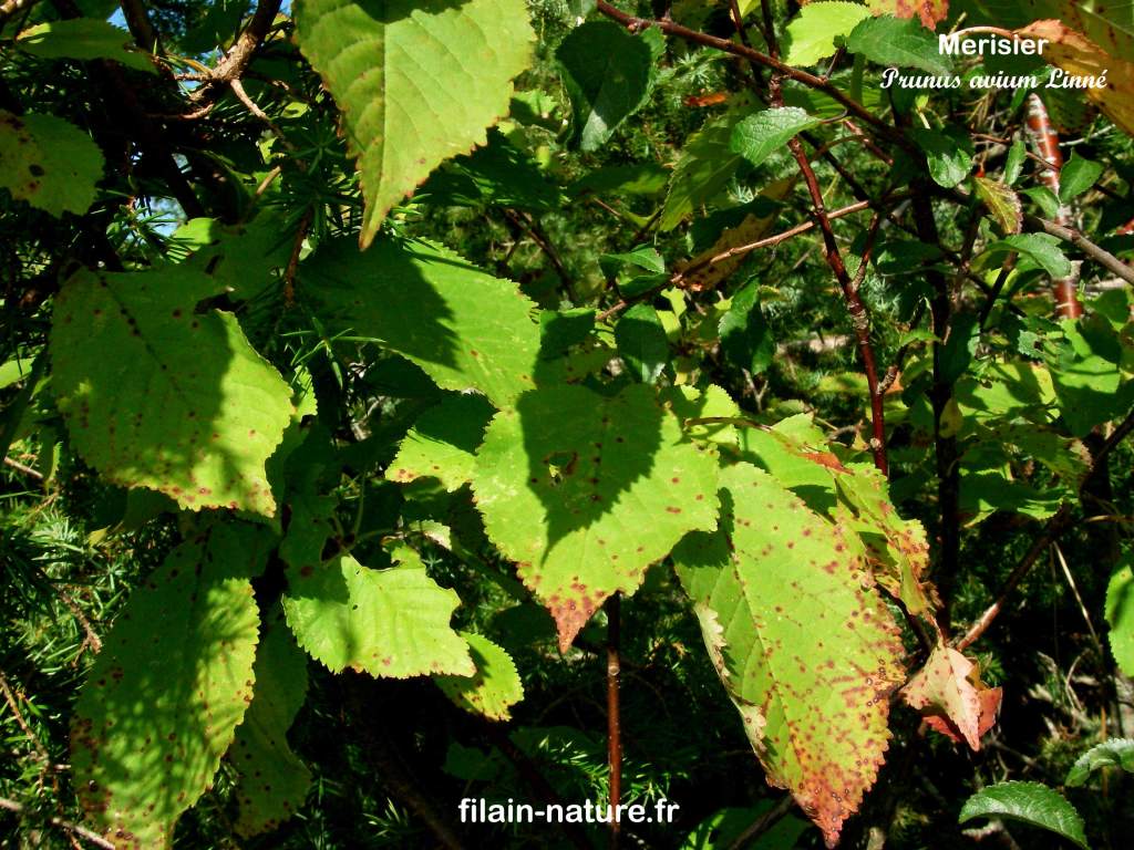 Feuillage arbre merisier Prunus avium photographie Jean-Noël Latroyes Filain Haute-Saône www.filain-nature.fr
