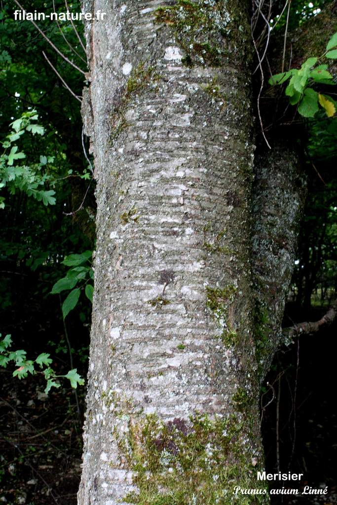 Tronc arbre merisier Prunus avium photographie Jean-Noël Latroyes Filain Haute-Saône www.filain-nature.fr