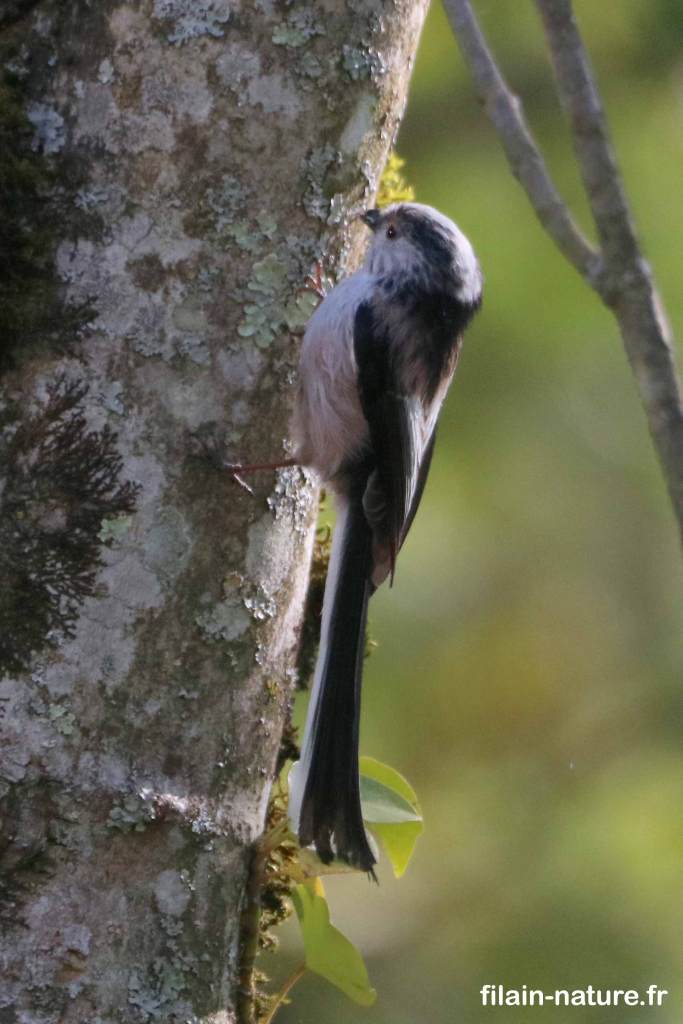 Mésange à longue queue Aegithalos caudatus bois de Filain Haute-Saône photographie Jean-Noël Latroyes www.filain-nature.fr