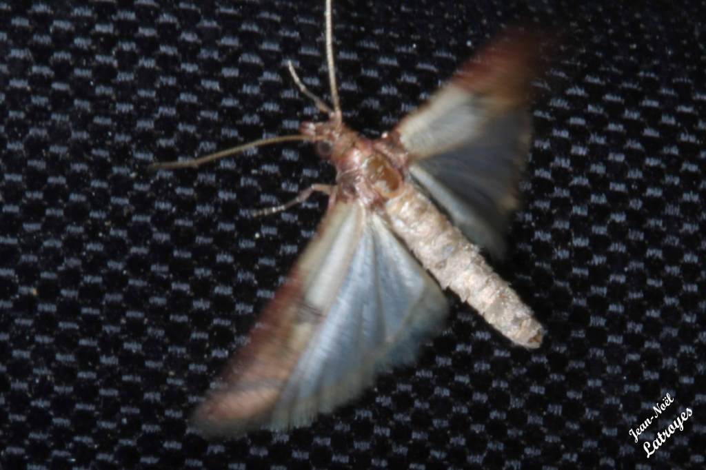 Plodia interpunctella Filain Haute-Saône 28 avril 2022 Photographie Jean-Noël Latroyes www.filain-nature.fr
