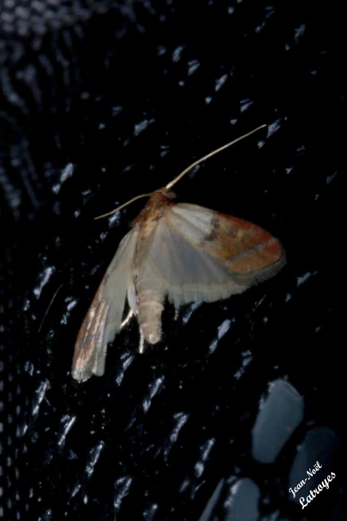 Plodia interpunctella Envergure : environ 25 mm  Filain Haute-Saône 28 avril 2022 Photographie Jean-Noël Latroyes www.filain-nature.fr