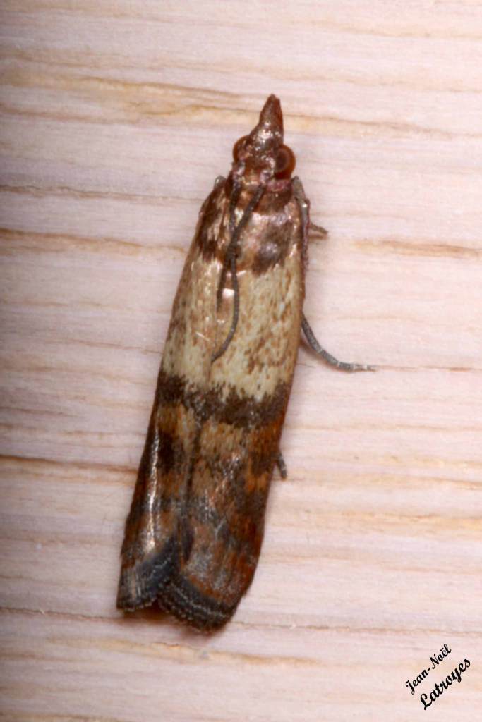 Plodia interpunctella Filain Haute-Saône 28 avril 2022 Photographie Jean-Noël Latroyes www.filain-nature.fr