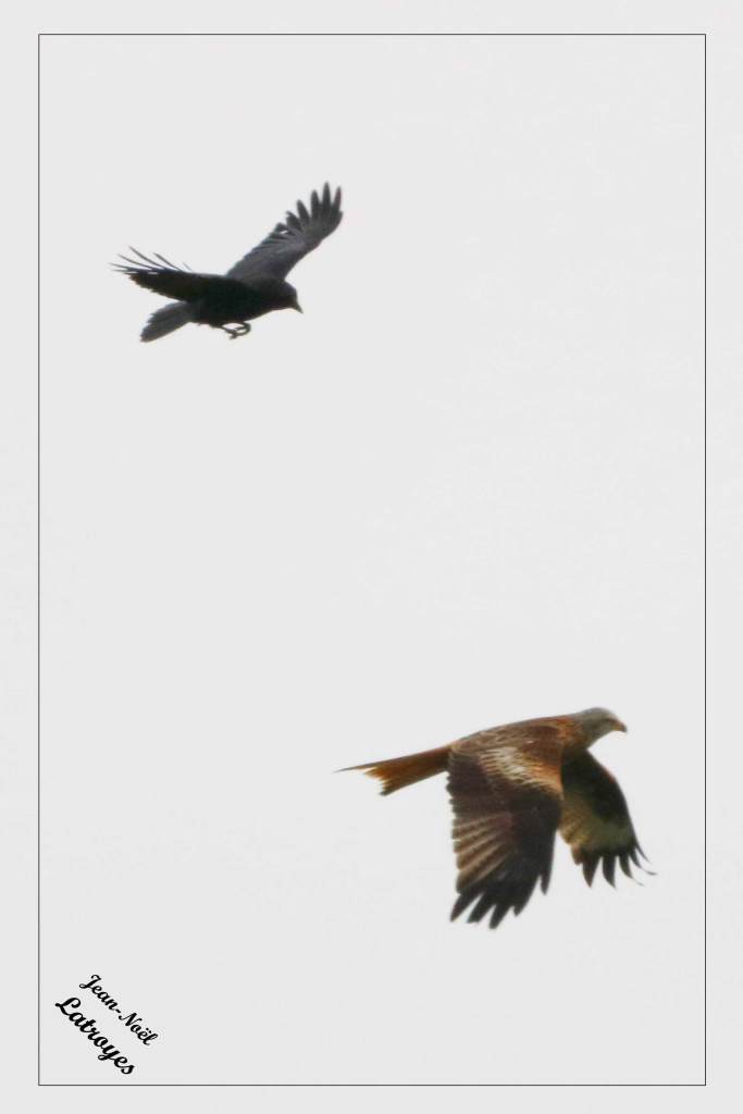 Milan royal pourchassé par une corneille noire - Milvus milvus- Filain (Haute-Saône) - Avril 2022 - Photographie Jean-Noël Latroyes - www.filain-nature.fr