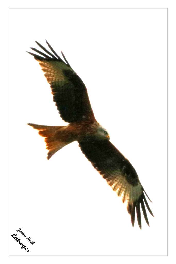 Milan royal en vol - Milvus milvus- Filain (Haute-Saône) - Avril 2022
Photographie Jean-Noël Latroyes - www.filain-nature.fr