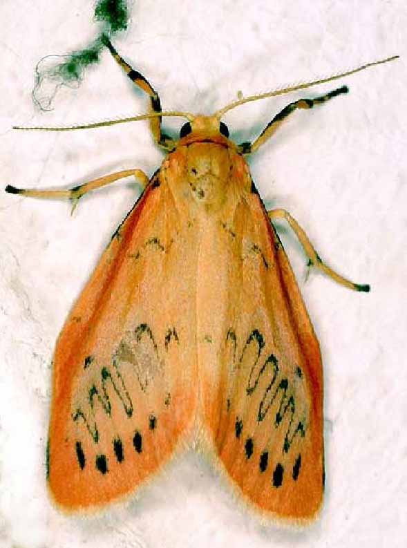 La rosette - Miltochrista miniata