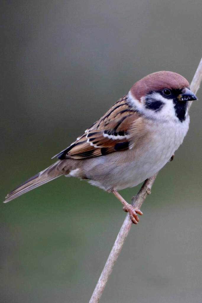 Moineau friquets - Filain (Haute-Saône) - Photographie Jean-Noël Latroyes