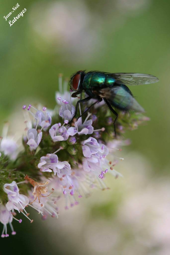 Diptère brachycère de la famille des Calliphoridae - Genre Lucilia s.p. - Filain (Haute-Saône) - Photographie Jean-Noël Latroyes - www.filain-nature.fr