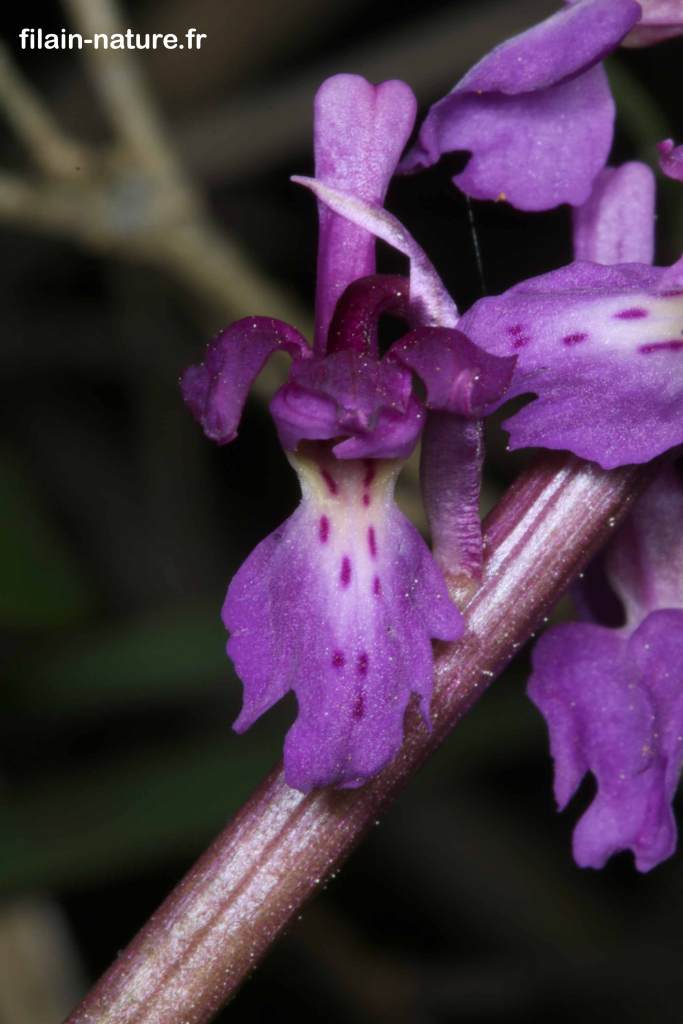 Orchidée - Orchis mascula à tiges unies avec taches - Filain - Haute-Saône - photographie Jean-Noël Latroyes - www.filain-nature.fr