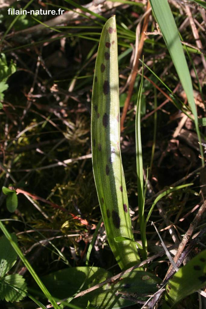 Orchidée - Orchis mascula à tiges unies avec taches - Filain - Haute-Saône - photographie Jean-Noël Latroyes - www.filain-nature.fr