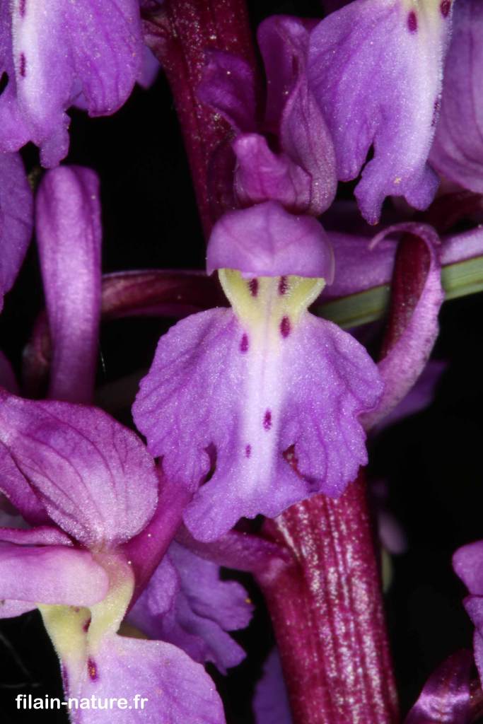 Orchidée - Orchis mascula à tiges unies sans taches - Filain - Haute-Saône - photographie Jean-Noël Latroyes - www.filain-nature.fr