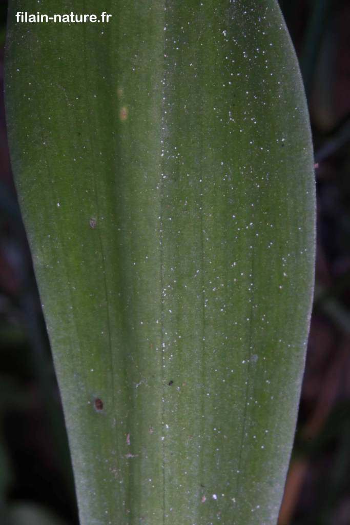 Orchidée - Orchis mascula à tiges unies sans taches - Filain - Haute-Saône - photographie Jean-Noël Latroyes - www.filain-nature.fr