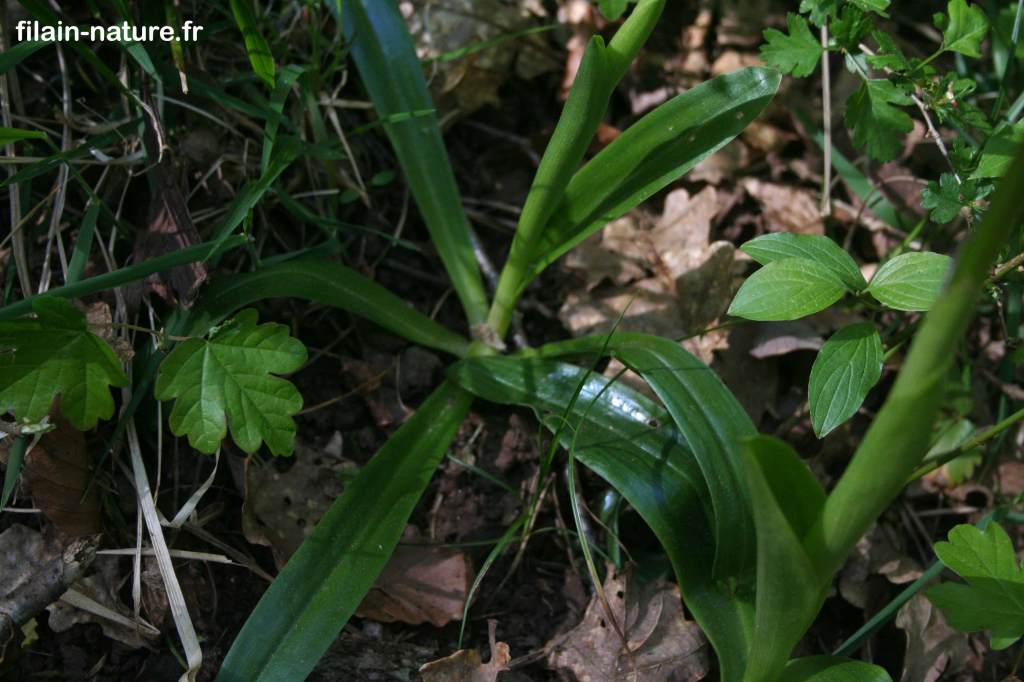 Orchidée - Orchis mascula à tiges unies sans taches - Filain - Haute-Saône - photographie Jean-Noël Latroyes - www.filain-nature.fr