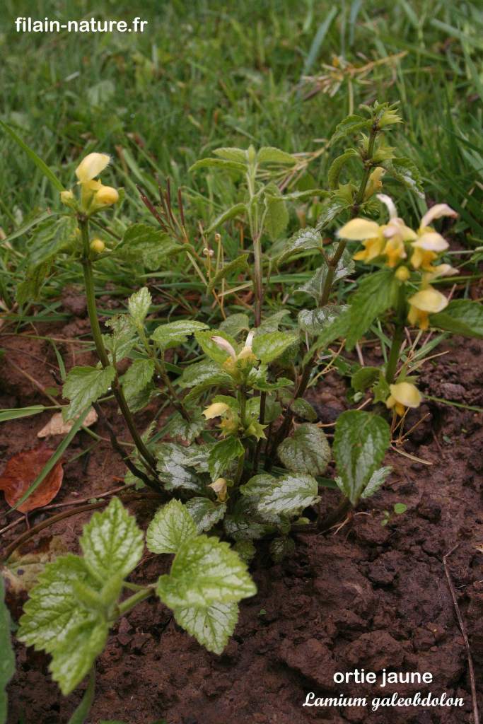 Ortie jaune Lamium galeobdolon Filain Haute-saône Photographie Jean-Noël Latroyes www.filain-nature.fr