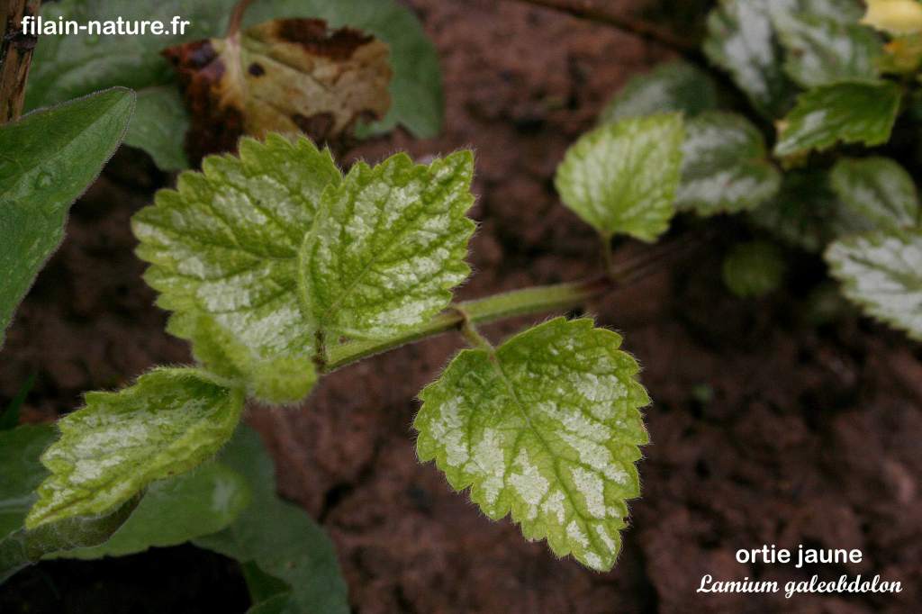 Feuille Ortie jaune Lamium galeobdolon Filain Haute-saône Photographie Jean-Noël Latroyes www.filain-nature.fr