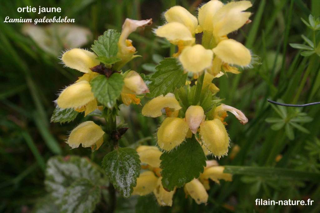 Ortie jaune Lamium galeobdolon Filain Haute-saône Photographie Jean-Noël Latroyes www.filain-nature.fr
