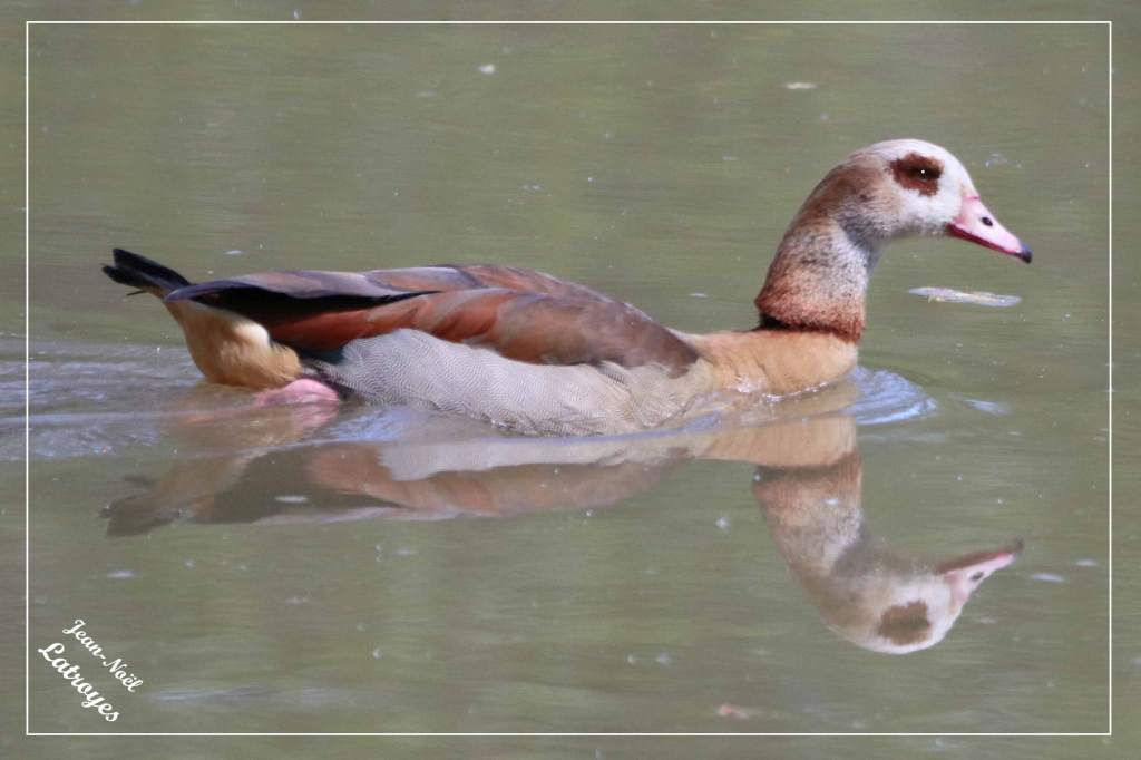 Nage oie Ouette d’Égypte Alopochen aegyptiacus Montbozon Haute-Saône Photographie Jean-Noël Latroyes www.filain-nature.fr