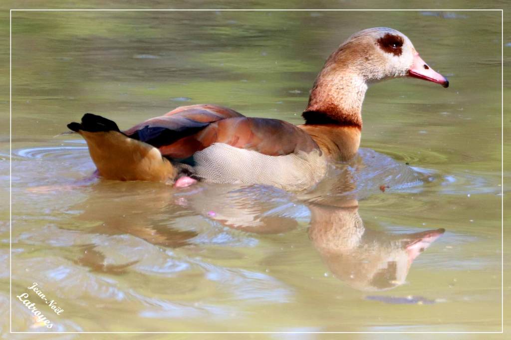 Nage oie Ouette d’Égypte Alopochen aegyptiacus Montbozon Haute-Saône Photographie Jean-Noël Latroyes www.filain-nature.fr