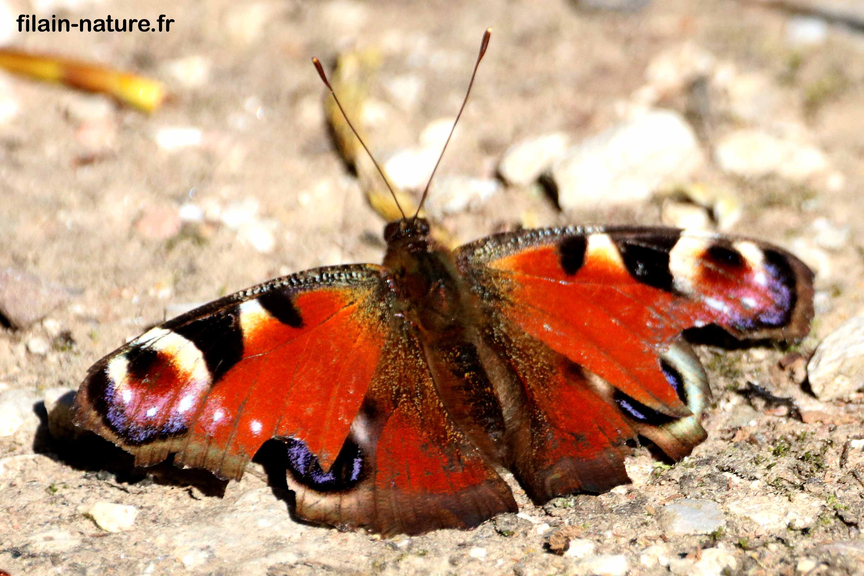 Le paon du jour Filainnature.fr — free download