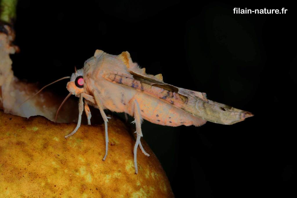Phlogophora meticulosa Linné - la craintive - sur fruits très mûrs à Filain (Haute-Saône) 01 septembre 2007 - Photographie Jean-Noël Latroyes - www.filain-nature.fr
