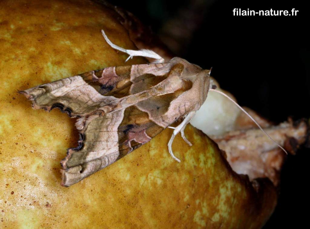 Phlogophora meticulosa Linné - la craintive - sur une poire à Filain (Haute-Saône) 01 septembre 2007 - Photographie Jean-Noël Latroyes - www.filain-nature.fr