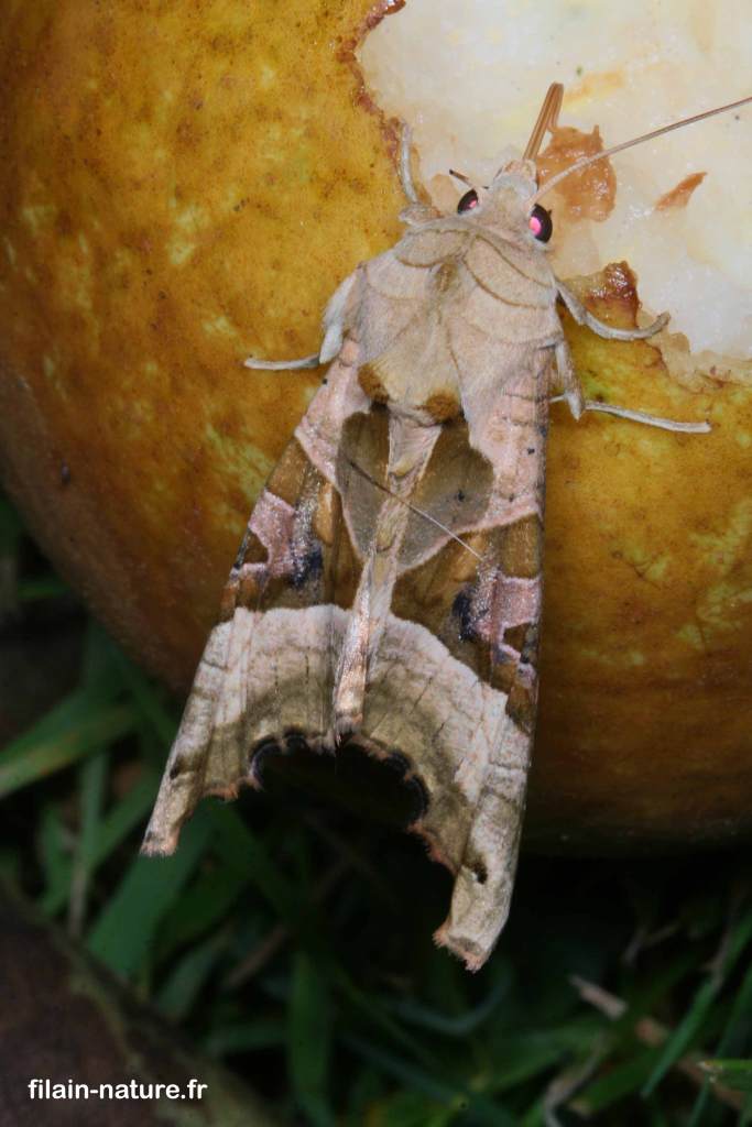 Phlogophora meticulosa Linné - la craintive - sur compost à Filain (Haute-Saône) 01 septembre 2007 - Photographie Jean-Noël Latroyes - www.filain-nature.fr