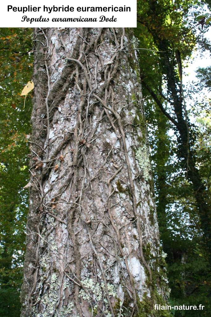 Tronc Peuplier hybride euramericain Populus euramericana Dodes Fontenois-lès-Montbozon Haute-Saône Photographie Jean-Noël Latroyes www.filain-nature.fr