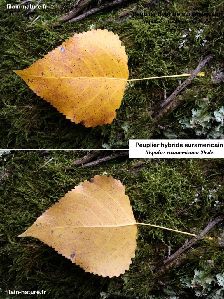 Feuille Peuplier hybride euramericain Populus euramericana Dodes Fontenois-lès-Montbozon Haute-Saône Photographie Jean-Noël Latroyes www.filain-nature.fr