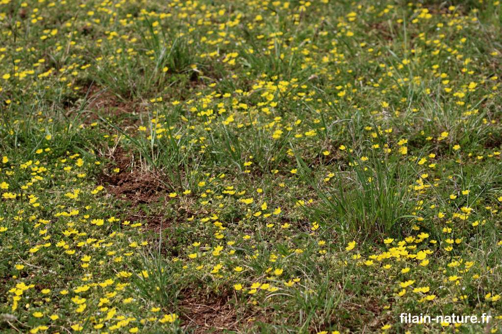 Potentille dorée Potentilla aurea Linné Les Monnins Haute-Saône photographie Jean-Noël Latroyes Filain Haute-Saône www.filain-nature.fr