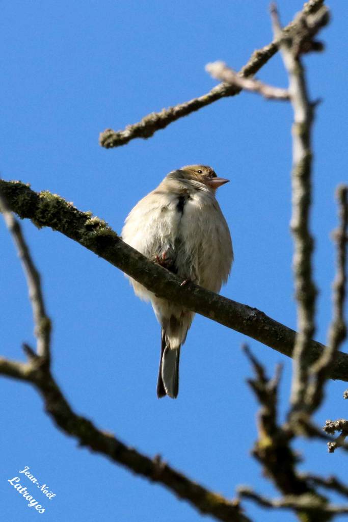 Pouillot véloce Phylloscopus collybita Filain Parc du château Haute-Saône Photographie Jean-Noël Latroyes www.filain-nature.fr