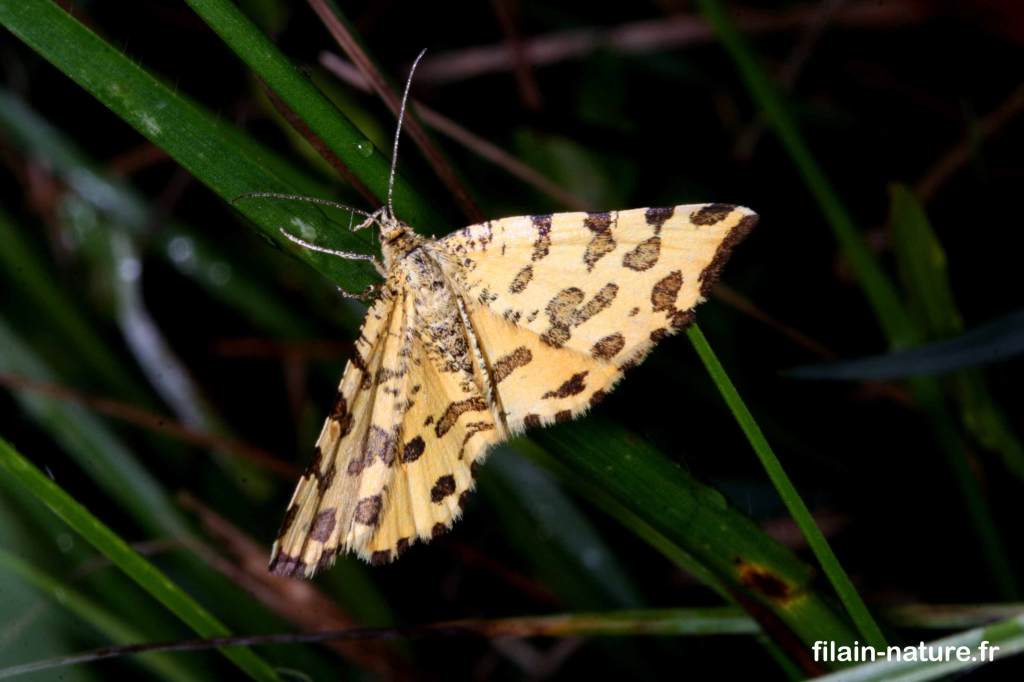 Hétérocère diurne - Pseudopanthera macularia Linné - mars 2022  - papillon hétérocère - Filain (Haute-Saône) - photographie Jean-Noël Latroyes - www.filain-nature.fr