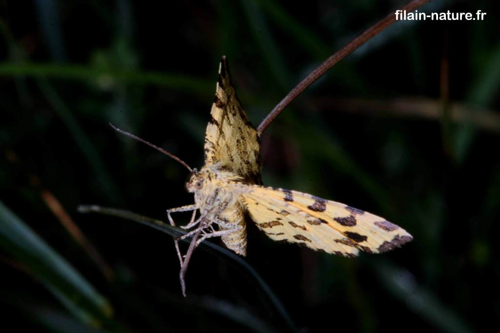 Hétérocère diurne - Pseudopanthera macularia Linné - mars 2022  - papillon hétérocère - Filain (Haute-Saône) - photographie Jean-Noël Latroyes - www.filain-nature.fr
