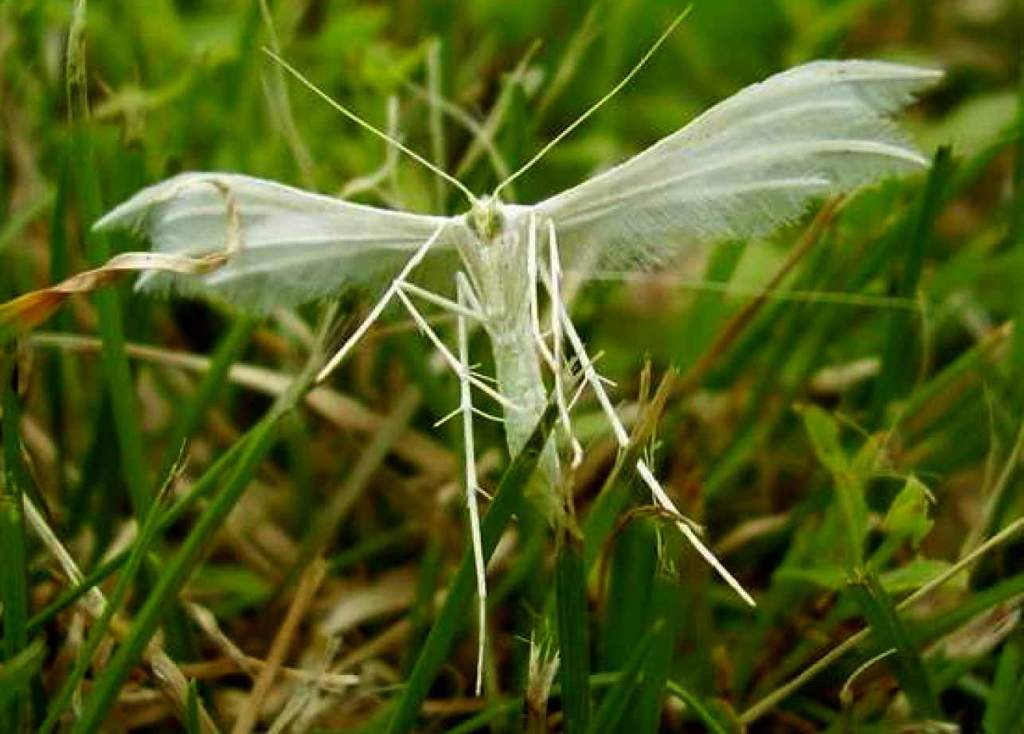 Pterophorus pentadactyla - Filain (Haute-Saône) - Juin 2022 - Photographie Jean-Noël Latroyes - www.filain-nature.fr