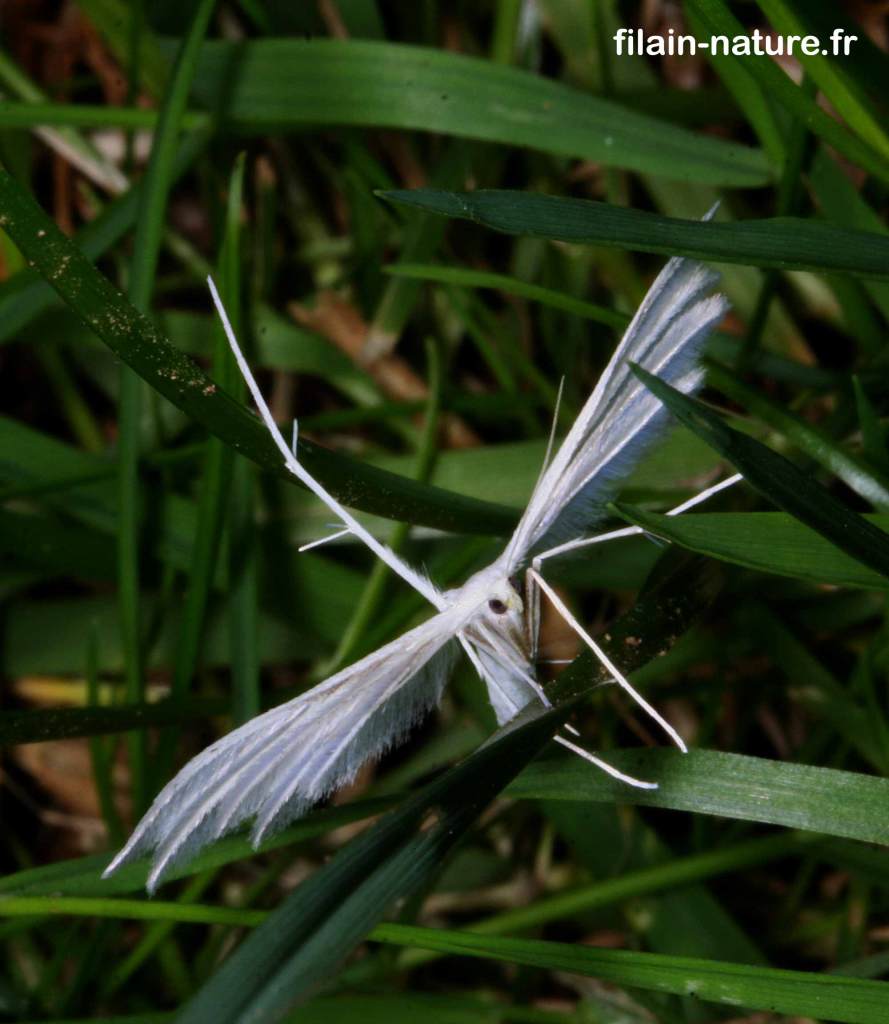 Pterophorus pentadactyla - Filain (Haute-Saône) - Juin 2022 - Photographie Jean-Noël Latroyes - www.filain-nature.fr