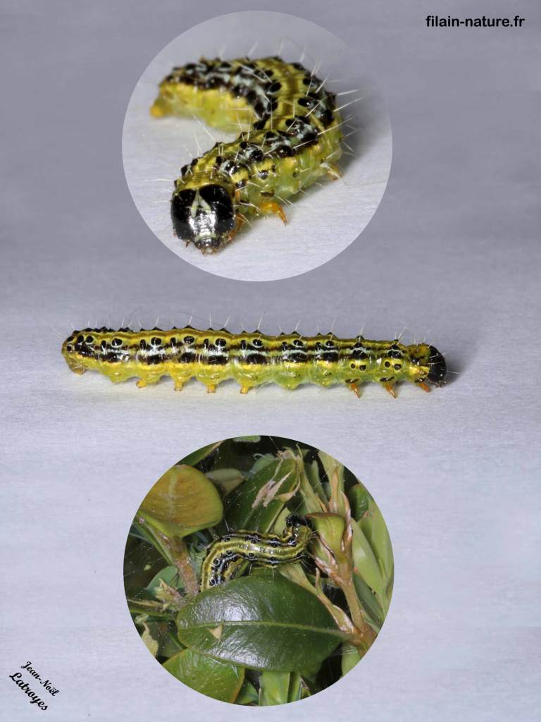 Chenille de Pyrale du buis Cydalima perspectalis Famille des Crambidae Filain Haute-Saône www.filain-nature.fr Photographie Jean-Noël Latroyes
