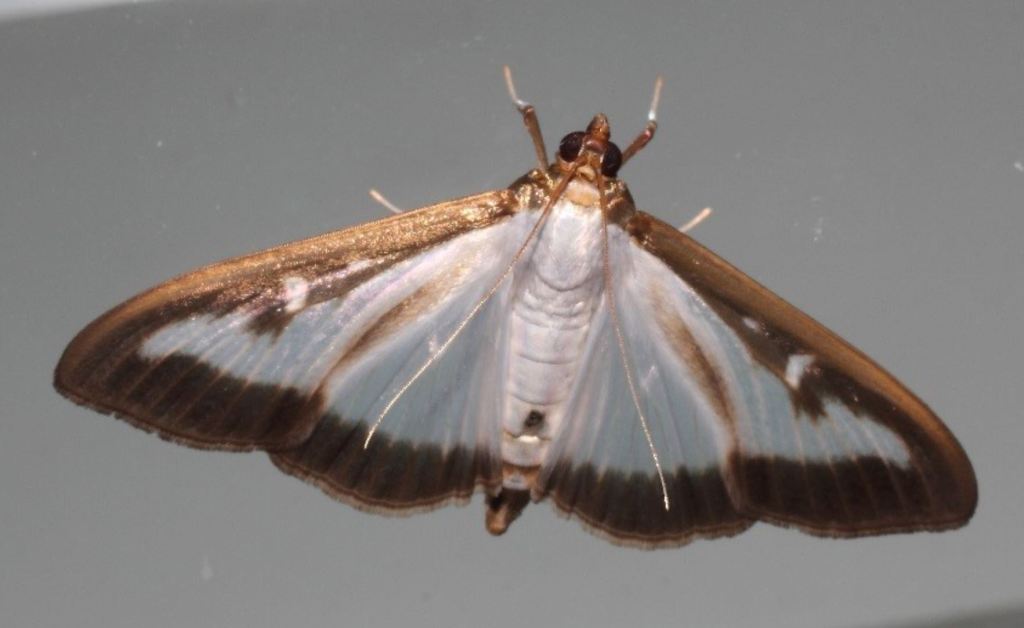 Pyrale du buis Cydalima perspectalis Famille des Crambidae Filain Haute-Saône www.filain-nature.fr