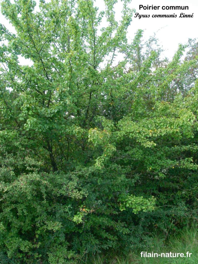 Arbre Pommier sauvage Pyrus communis Linné Filain Haute-Saône Photographie Jean-Noël Latroyes www.filain-nature.fr