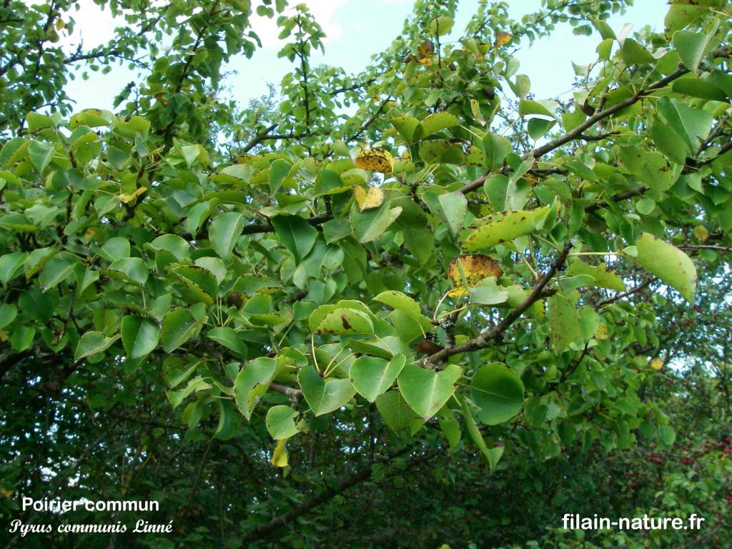 Feuille Arbre Pommier sauvage Pyrus communis Linné Filain Haute-Saône Photographie Jean-Noël Latroyes www.filain-nature.fr