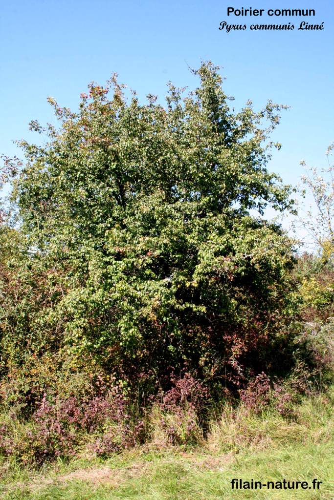 Arbre Pommier sauvage Pyrus communis Linné Filain Haute-Saône Photographie Jean-Noël Latroyes www.filain-nature.fr