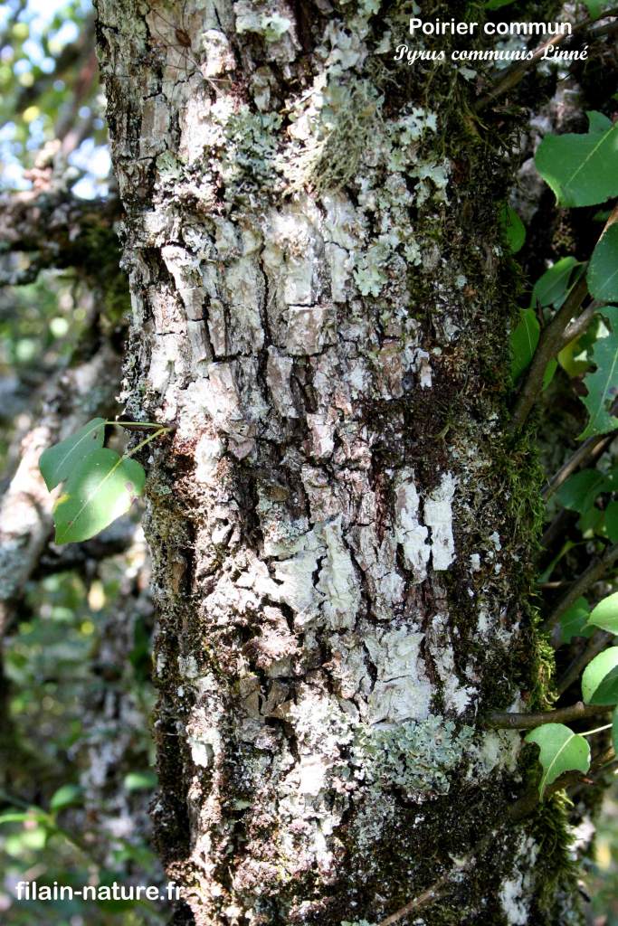 Tronc Arbre Pommier sauvage Pyrus communis Linné Filain Haute-Saône Photographie Jean-Noël Latroyes www.filain-nature.fr