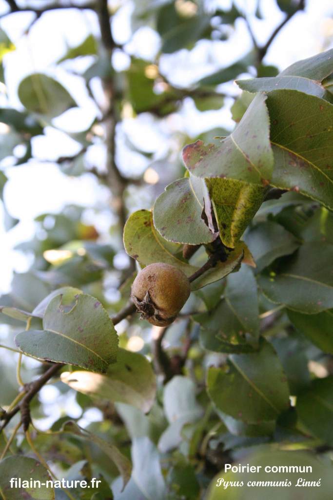 Poire Arbre Pommier sauvage Pyrus communis Linné Filain Haute-Saône Photographie Jean-Noël Latroyes www.filain-nature.fr